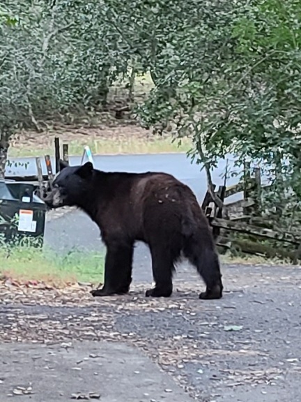 Bears in your area